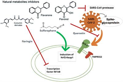 Food Containing Bioactive Flavonoids and Other Phenolic or Sulfur Phytochemicals With Antiviral Effect: Can We Design a Promising Diet Against COVID-19?